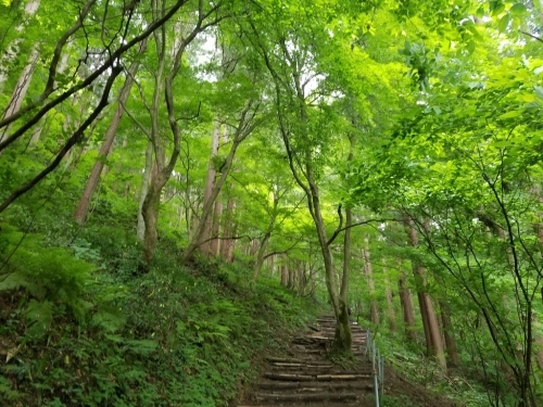 山ガールへの道 弥彦山編 マツムラミチコの日々の泡