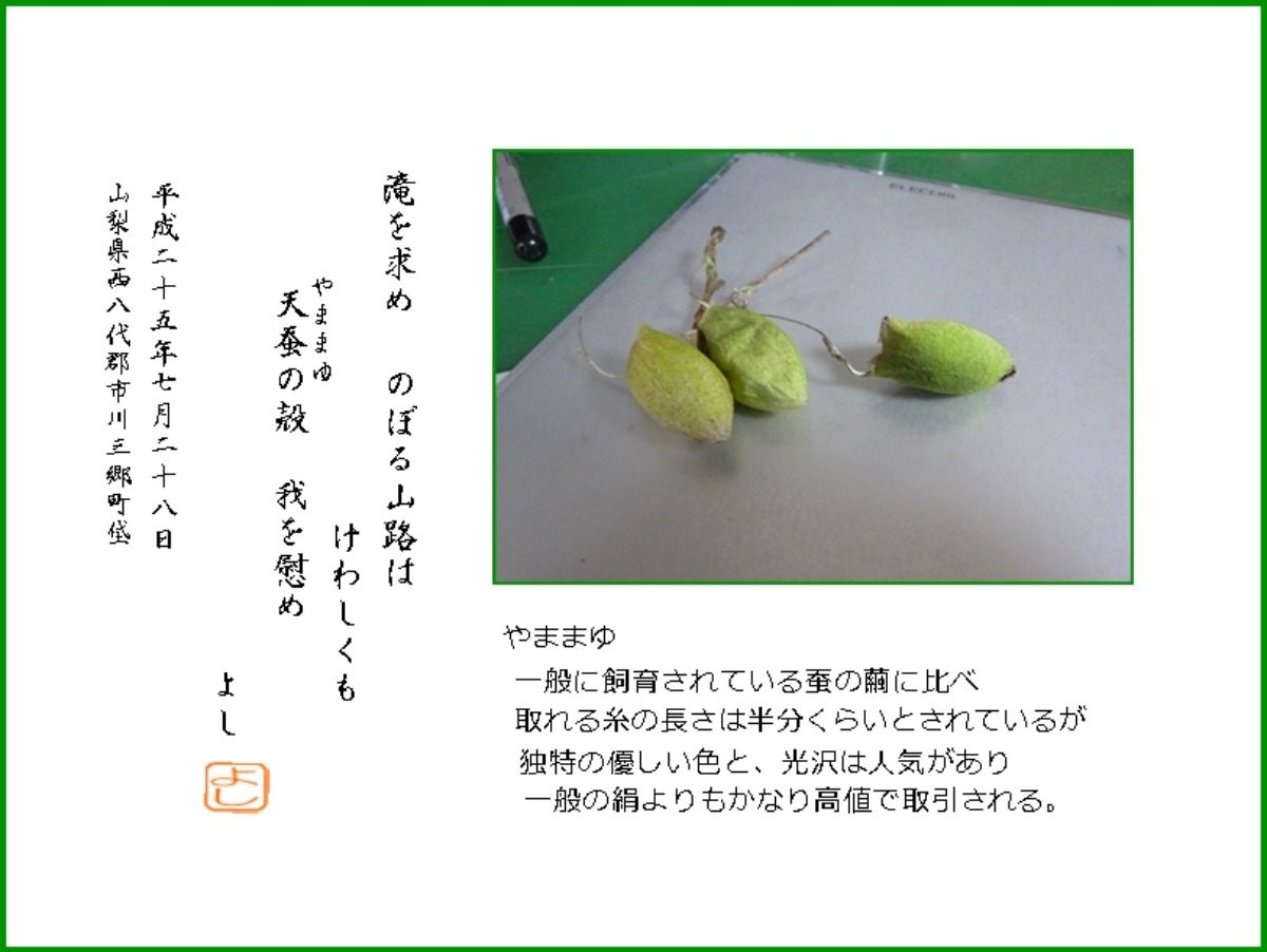 児童が天蚕の 山付け 体験 富岡市 群馬で生まれ育った男のブログ 児童が天蚕の 山付け 体験 富岡市 群馬で生まれ育った男のブログ