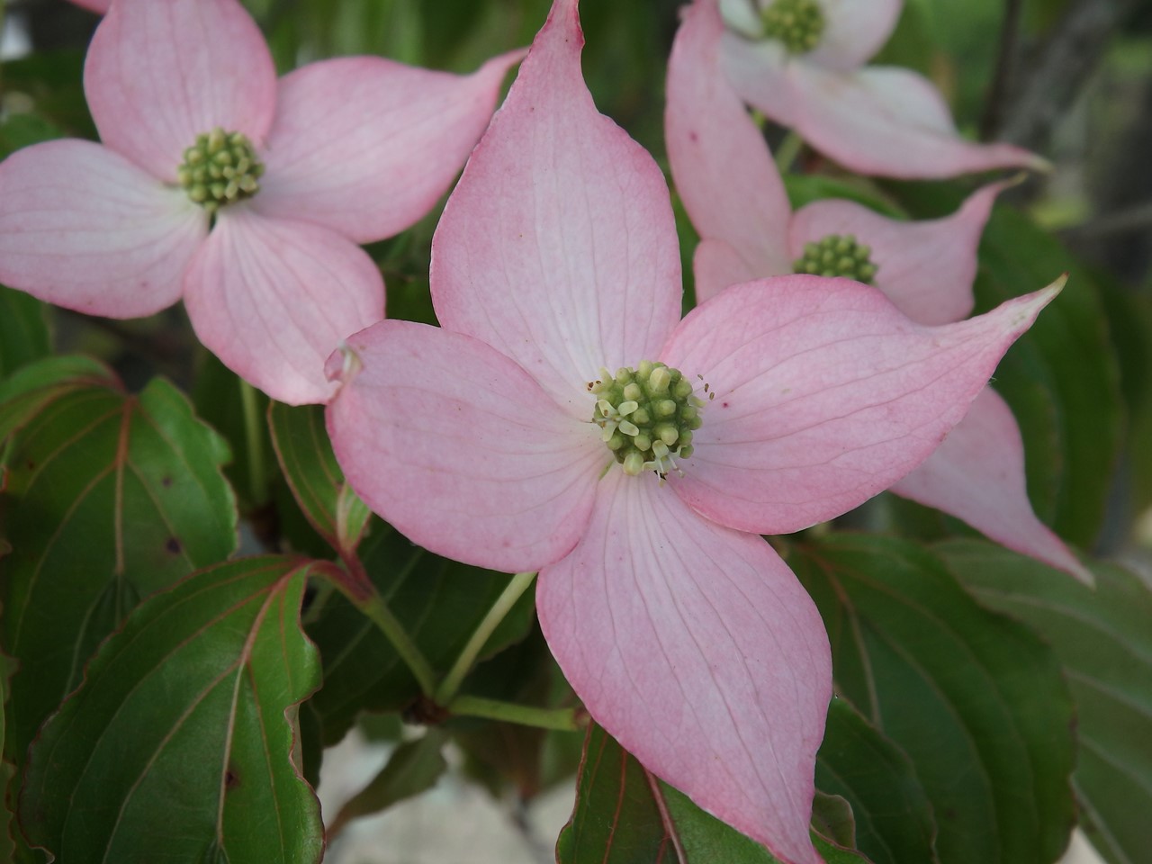 やまぼうし街道に咲くヤマボウシの花 自然風の自然風だより やまぼうし街道に咲くヤマボウシの花 自然風の自然風だより