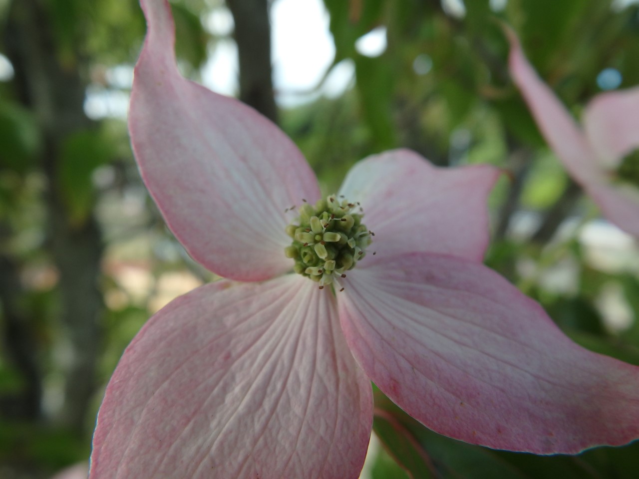 やまぼうし街道に咲くヤマボウシの花 自然風の自然風だより やまぼうし街道に咲くヤマボウシの花 自然風の自然風だより