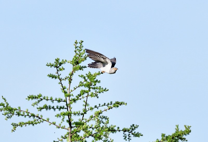 【カッコウとノビタキ】　　先週の山麓_a0329277_06475729.jpg