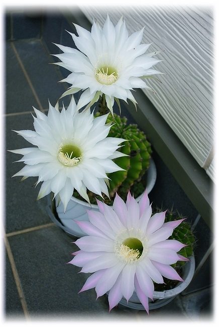 吉兆を知らせてくれたサボテンの花 W 彡ちいさな幸せ 彡別館