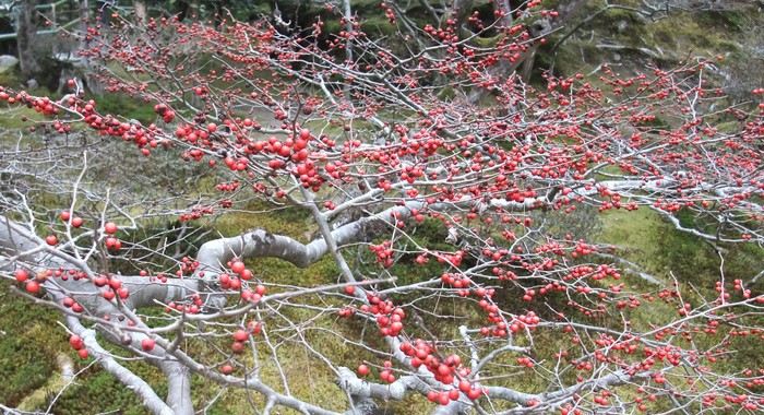 大学病院の薬剤取り違え誤注入事故についての遺族(母親)のコメント_b0206085_18435284.jpg