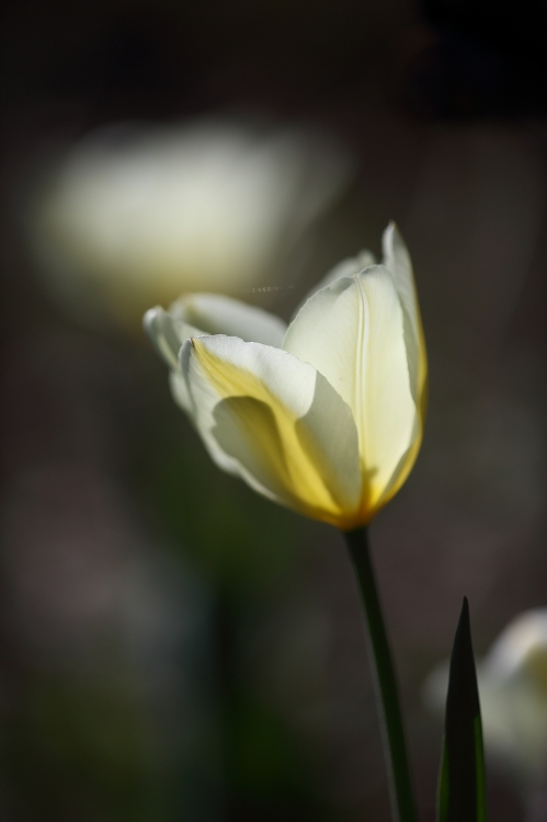 春の花たち　～戸隠高原　花伝舎～_f0368904_8285099.jpg