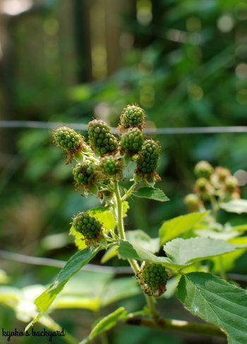 裏庭の花壇と菜園の様子(5月下旬)。ワイルドローズ・バスソルト。_b0253205_01593703.jpg