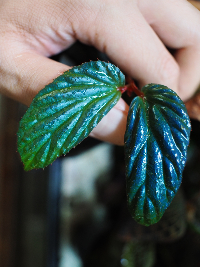 Begonia sp. llic Blue 子株 ベゴニア/熱帯植物