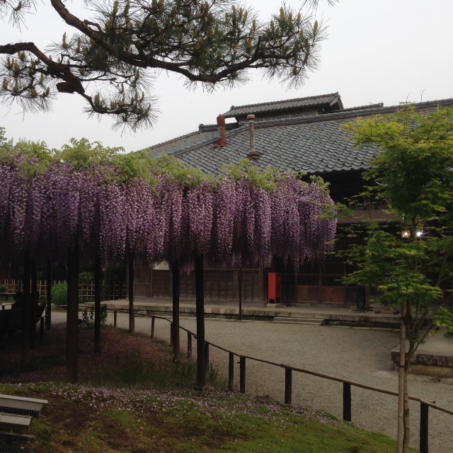 北方文化博物館 藤とその後_e0135219_20512687.jpg