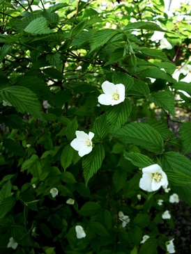 c0204725_1056739.jpg