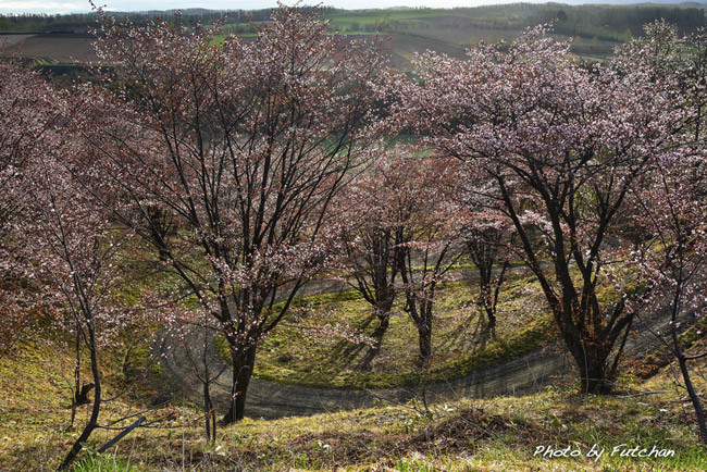  2017年桜めぐり⑨ 深山峠のエゾヤマサクラ_a0158226_21363065.jpg