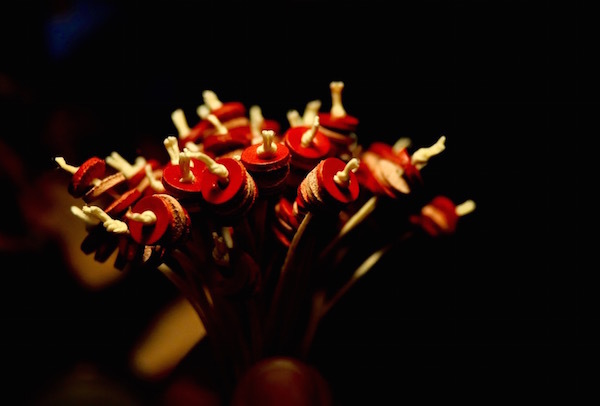 cherry_b0172633_13012804.jpg