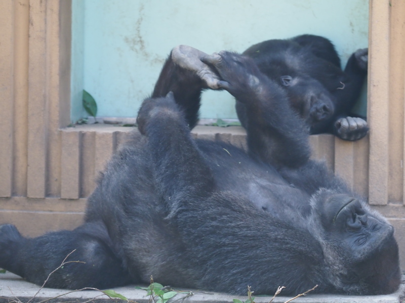 外でのびのびモモタロウ一家 京都市動物園2017/5/27_e0363539_20484170.jpg