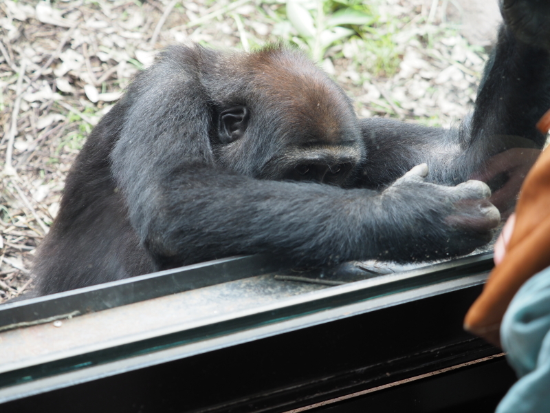 外でのびのびモモタロウ一家 京都市動物園2017/5/27_e0363539_21090951.jpg