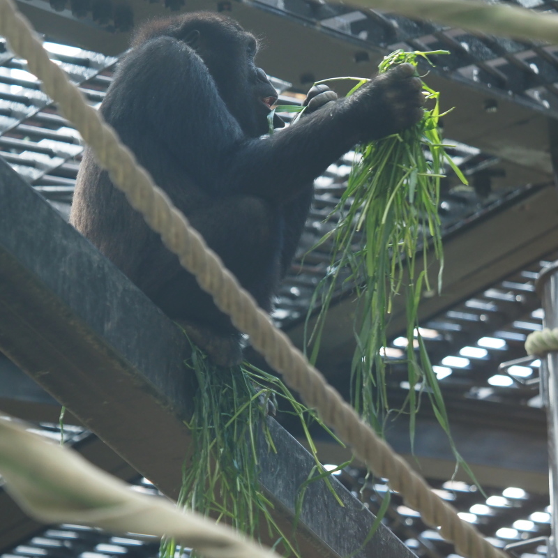 外でのびのびモモタロウ一家 京都市動物園2017/5/27_e0363539_21252362.jpg