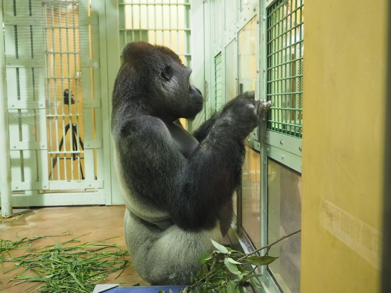 外でのびのびモモタロウ一家 京都市動物園2017/5/27_e0363539_21433178.jpg