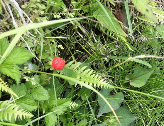 e0371039_1962683.gif