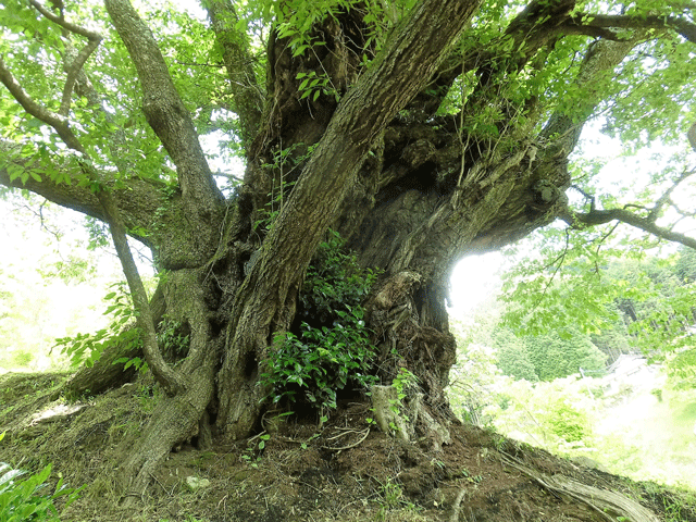 e0371039_196866.gif