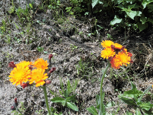 e0371039_1985650.gif