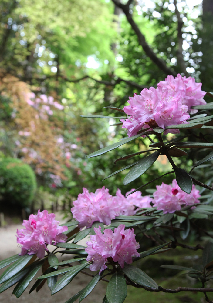 御所市　船宿寺　オオテマリ　石楠花_c0108146_21355360.jpg