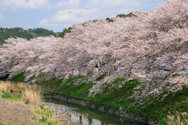 京都の桜2017 田原川沿いの桜並木_f0155048_176863.jpg