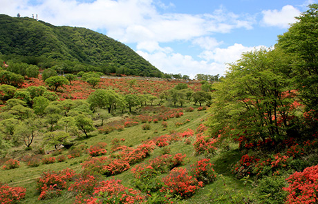 赤城山のツツジの名所 群馬で生まれ育った男のブログ 赤城山のツツジの名所 群馬で生まれ育った男のブログ