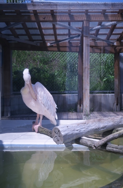 おたる水族館へ③_e0363755_18351005.jpg