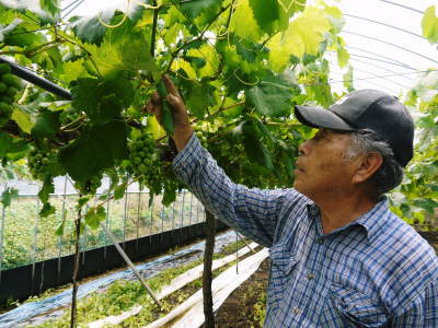 熊本ぶどう　社方園　色づき始め果実の肥大と充実の時期です！匠の徹底管理と熊本農業大学の実習生の話_a0254656_19504632.jpg