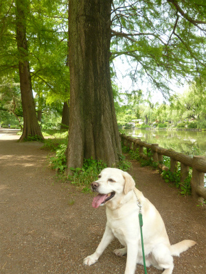 peaceful time 母と初夏のピクニックへ♪_a0165160_07332020.jpg