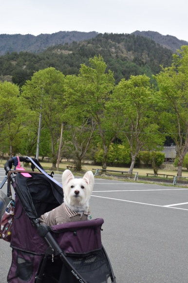 ♪ダニエル 西湖いやしの里根場・富士山と枝垂れ桜～(*^_^*) ♪_b0242873_23031644.jpg