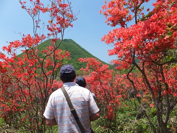 榛名山のヤマツツジを見に出かけてきました♪（5/29）_a0203674_15040359.jpg