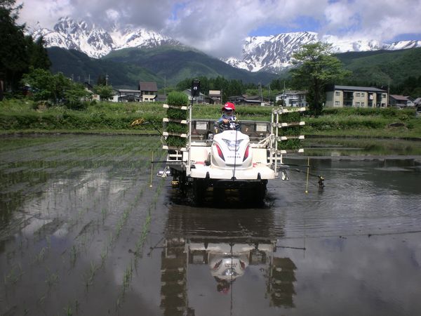 田植えになりました_e0014678_76445.jpg