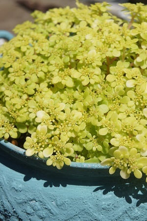 黄金丸葉万年草 おうごんまるばまんねんそう 森小日記 もりしょうにっき