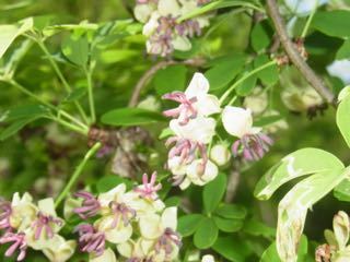 草木染 アケビの染め液作り 自然からの贈り物 草木染め