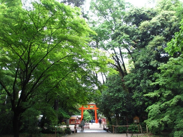 新緑の、京都 ～糺の森と 下鴨神社_d0098183_12570198.jpg