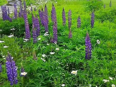 サンカヨウ"の花に会えました！ : 健気に育つ植物たち