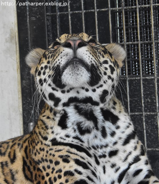 ２０１７年５月　京都市動物園　その２ 旭のお肉探し_a0052986_23142924.jpg