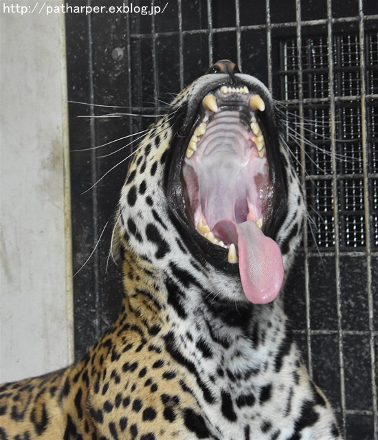 ２０１７年５月　京都市動物園　その２ 旭のお肉探し_a0052986_23144973.jpg