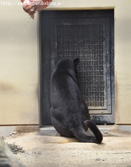 ２０１７年５月　京都市動物園　その２ 旭のお肉探し_a0052986_23274554.jpg