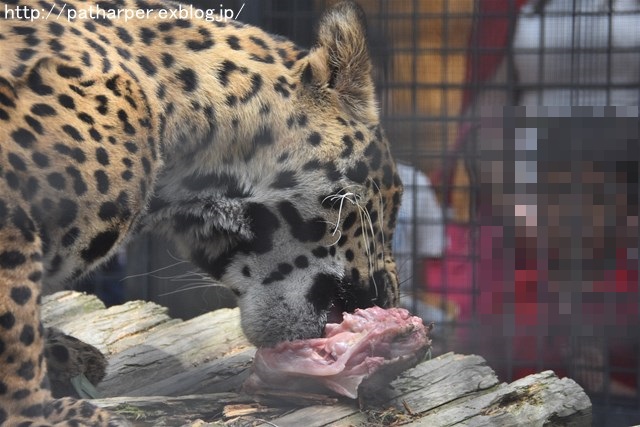 ２０１７年５月　京都市動物園　その２ 旭のお肉探し_a0052986_23484734.jpg