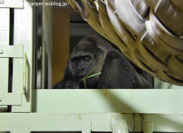 ２０１７年５月　京都市動物園　その１_a0052986_7195469.jpg