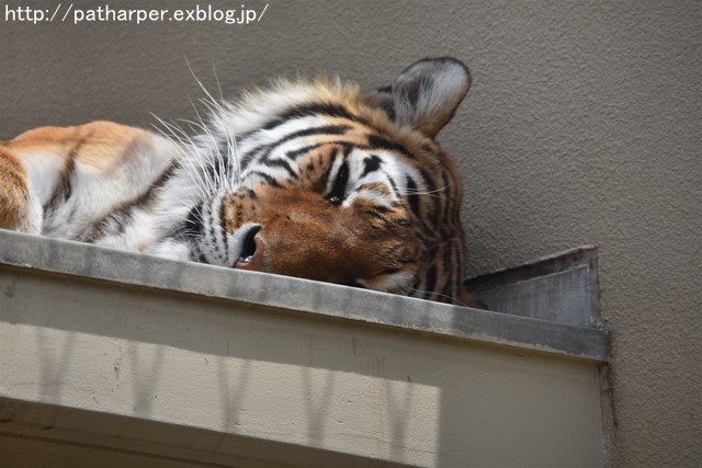 ２０１７年５月　京都市動物園　その１_a0052986_7412549.jpg