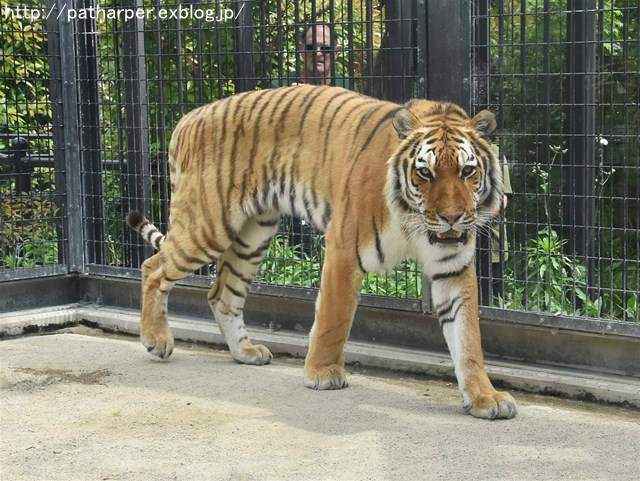 ２０１７年５月　京都市動物園　その１_a0052986_7424375.jpg