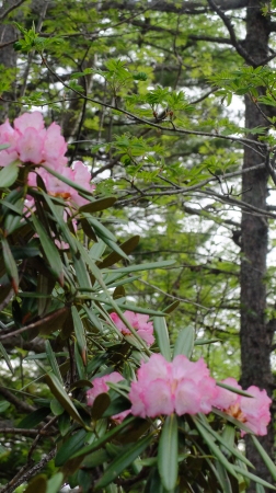 花盛りの野天風呂_e0120896_07514627.jpg