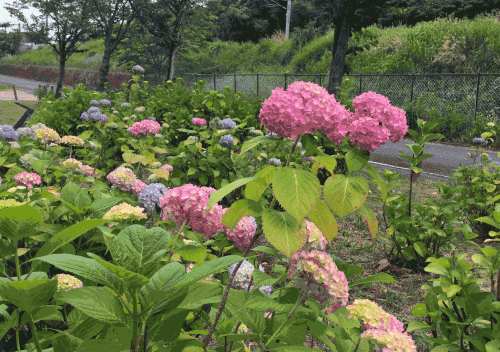 e0063902_21445671.gif