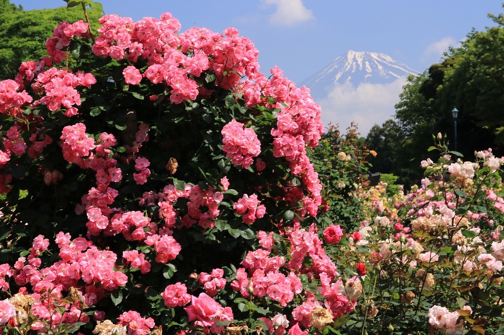 広見公園のバラ満開です_a0188405_01152577.jpg