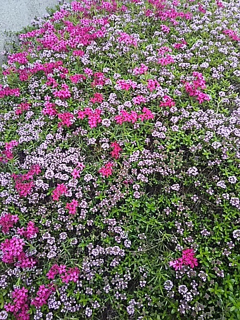 f0316507_09193665.jpg