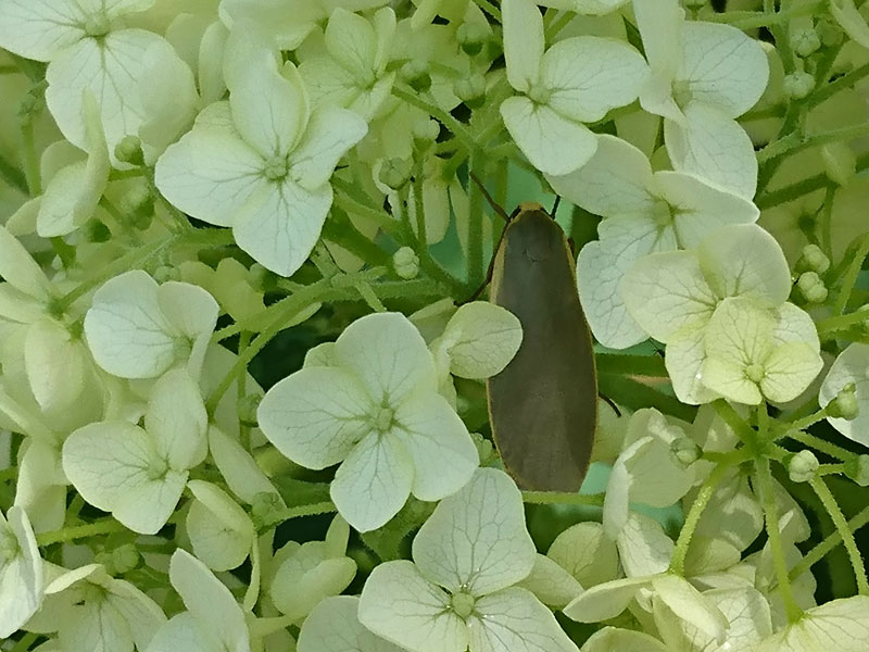 アジサイの花の中に隠れていた虫 : 昆虫ブログ むし探検広場 アジサイの花の中に隠れていた虫 : 昆虫ブログ むし探検広場