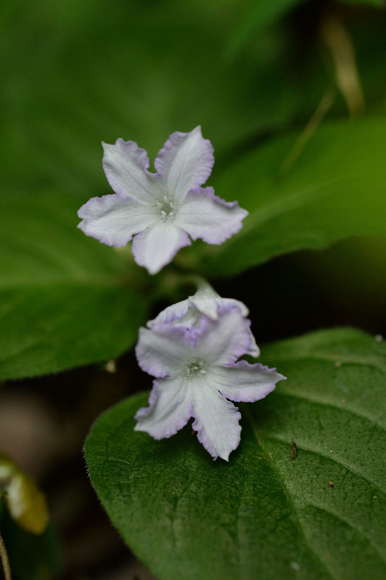 高尾山の花はセッコクだけじゃないぞ 風と雪を求めて 高尾山の花はセッコクだけじゃないぞ 風と雪を求めて