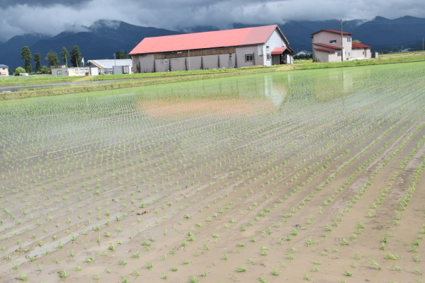 今年の田植えがようやく終わりました。_a0127113_16423454.jpg