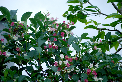 d0113613_13462233.jpg
