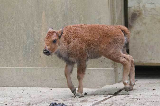 こんにちは バイソンの赤ちゃん 千葉市動物公園 続々 動物園ありマス